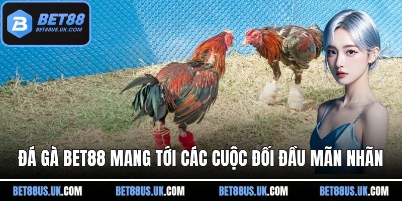 Đá gà BET88 mang tới các cuộc đối đầu mãn nhãn