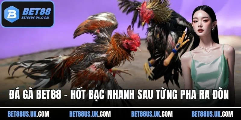 ảnh đại diện đá gà bet88