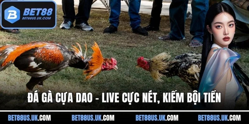 ảnh đại diện đá gà cựa dao