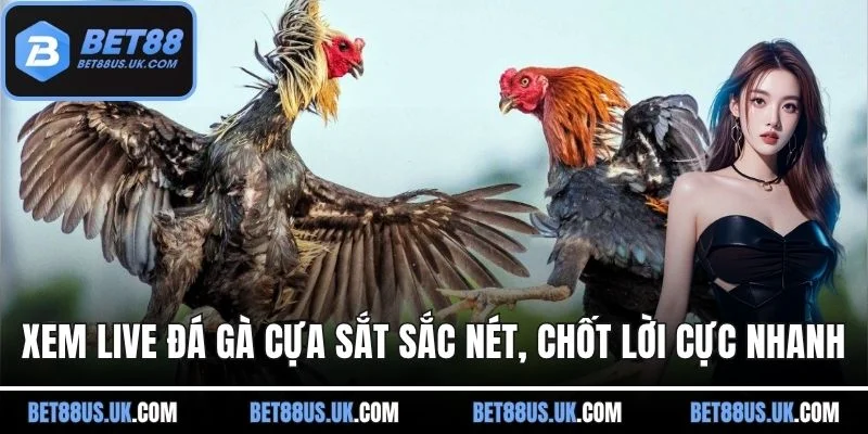 ảnh đại diện đá gà cựa sắt