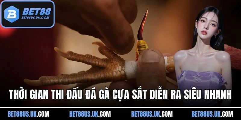 Thời gian thi đấu đá gà cựa sắt diễn ra siêu nhanh